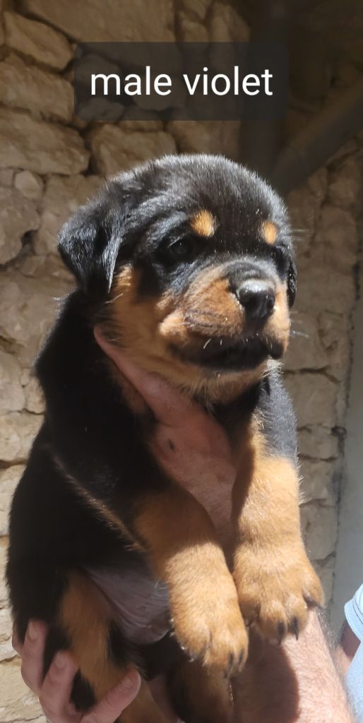 Des Princes De Calvignac - Chiot disponible  - Rottweiler