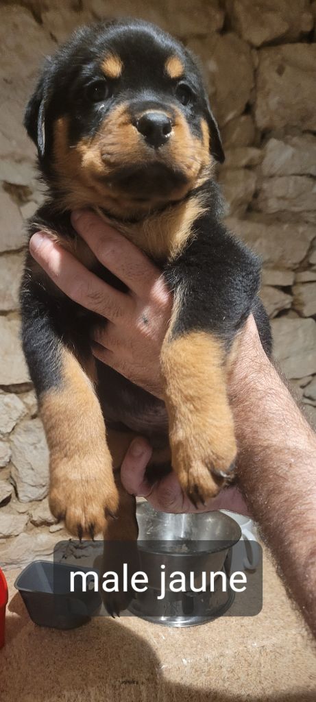 Des Princes De Calvignac - Chiot disponible  - Rottweiler