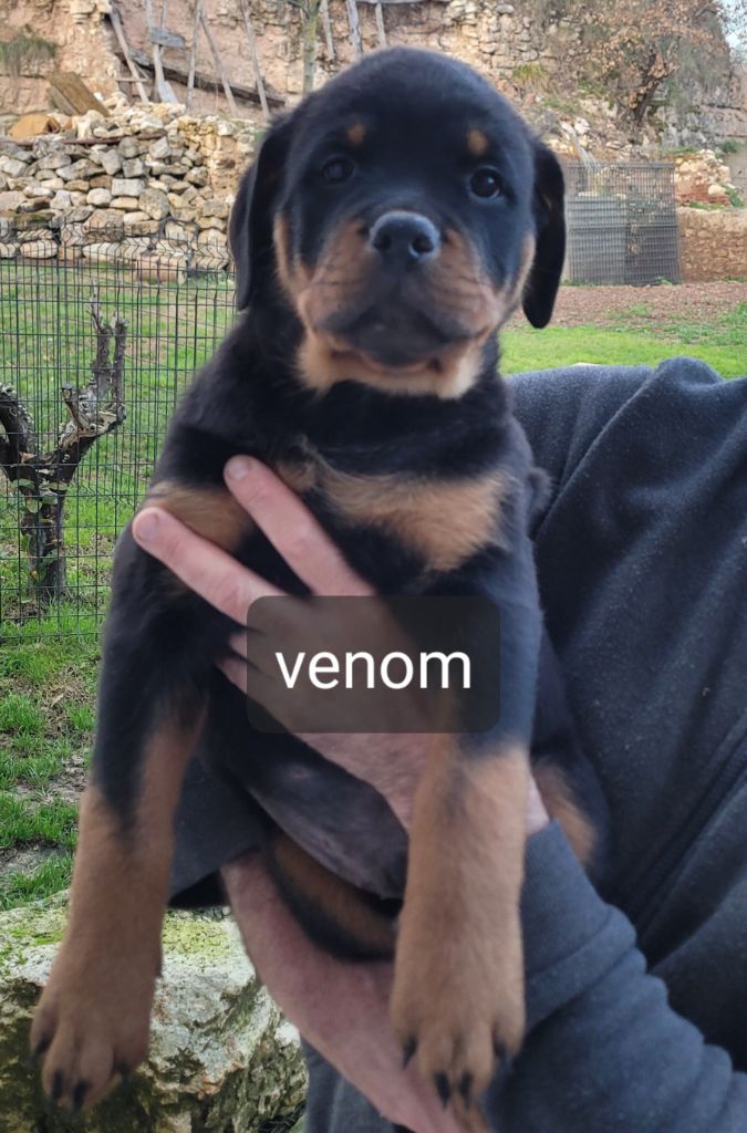 Des Princes De Calvignac - Chiot disponible  - Rottweiler