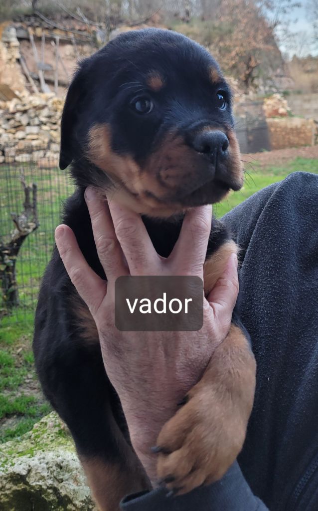 Des Princes De Calvignac - Chiot disponible  - Rottweiler