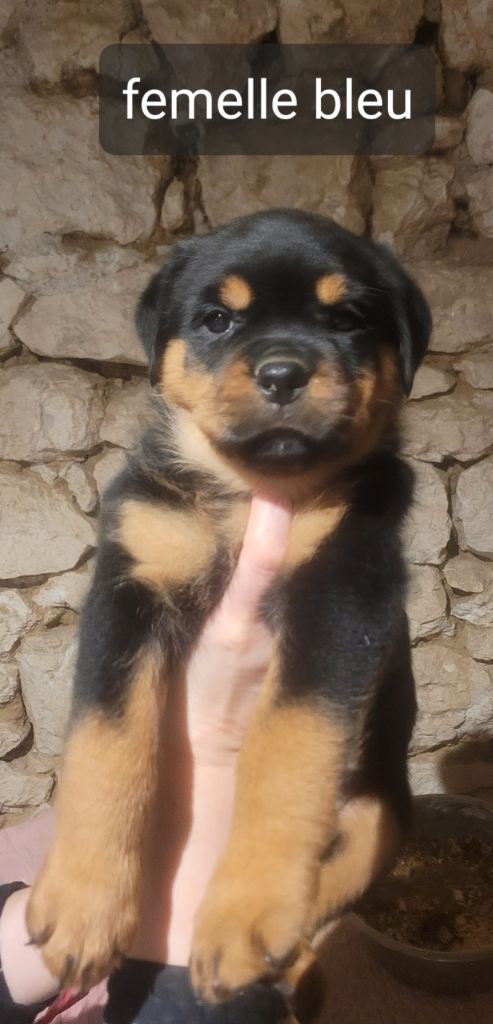 Des Princes De Calvignac - Chiot disponible  - Rottweiler