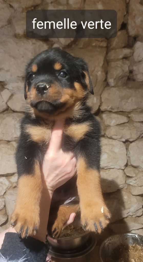 Des Princes De Calvignac - Chiot disponible  - Rottweiler