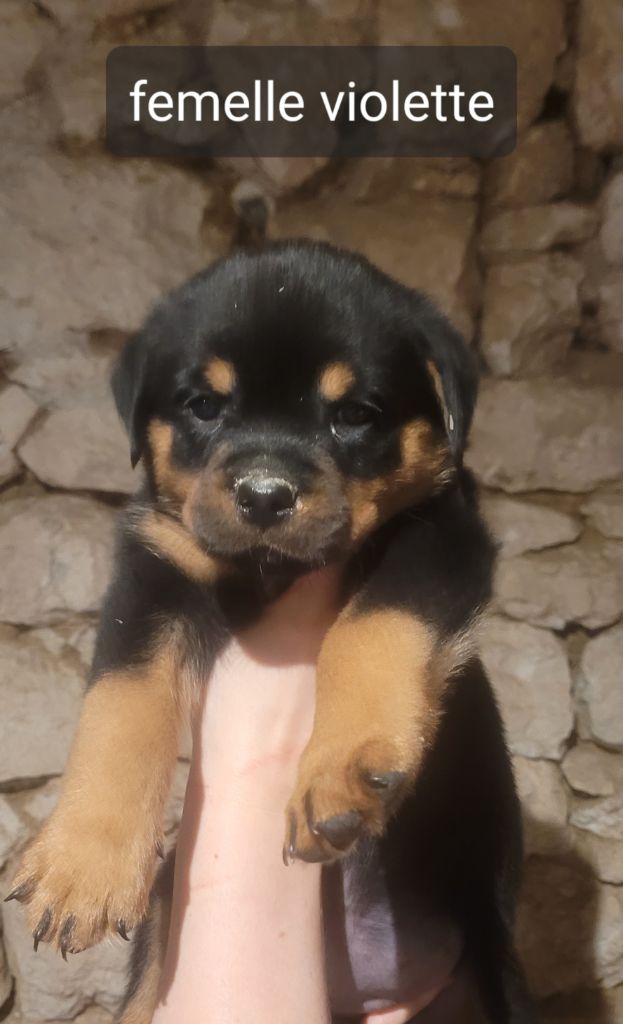 Des Princes De Calvignac - Chiot disponible  - Rottweiler