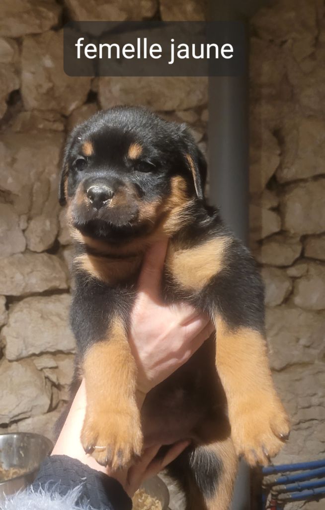 Des Princes De Calvignac - Chiot disponible  - Rottweiler