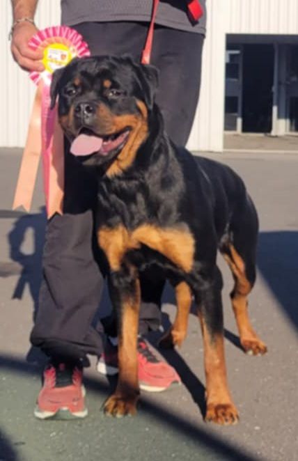 Vega Des Princes De Calvignac