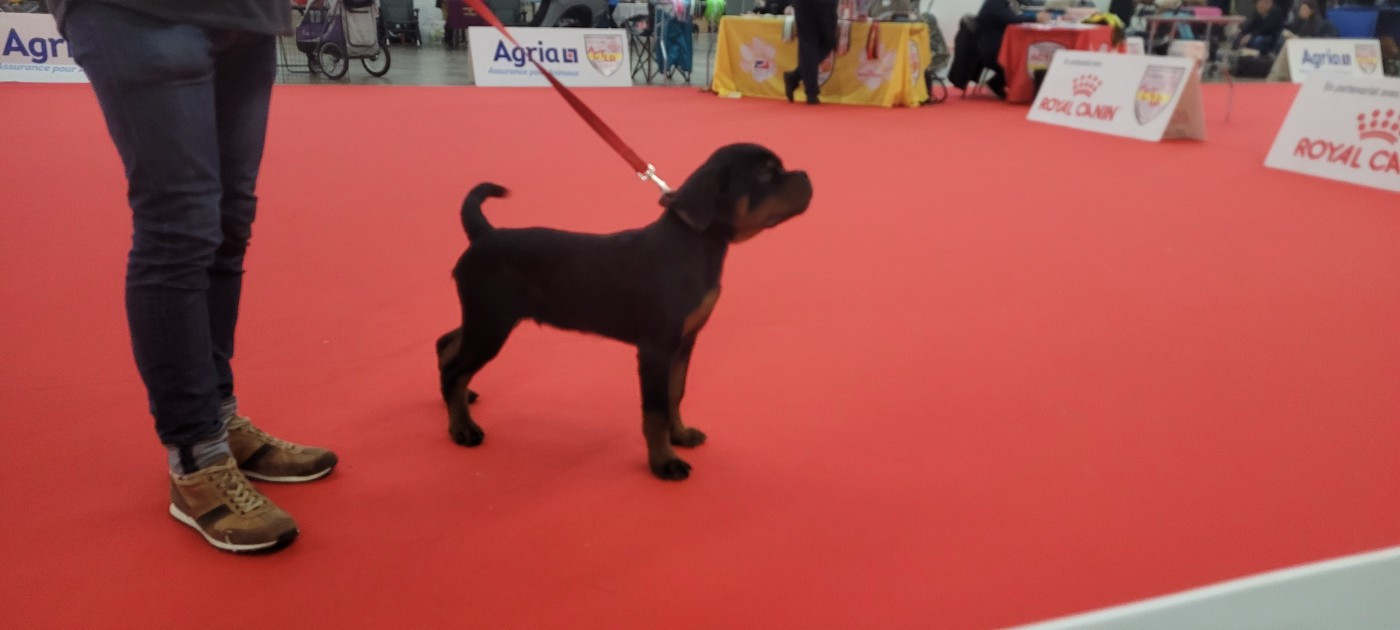 Aragorn Des Princes De Calvignac