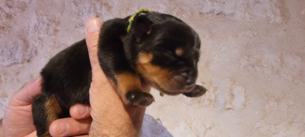 Des Princes De Calvignac - Chiots disponibles - Rottweiler