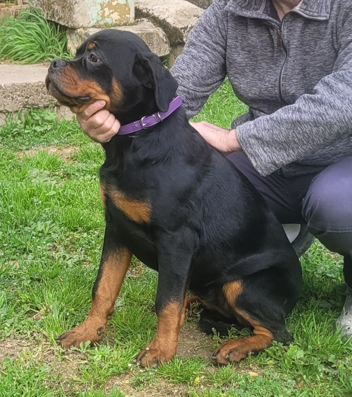 Des Princes De Calvignac - Chiots disponibles - Rottweiler