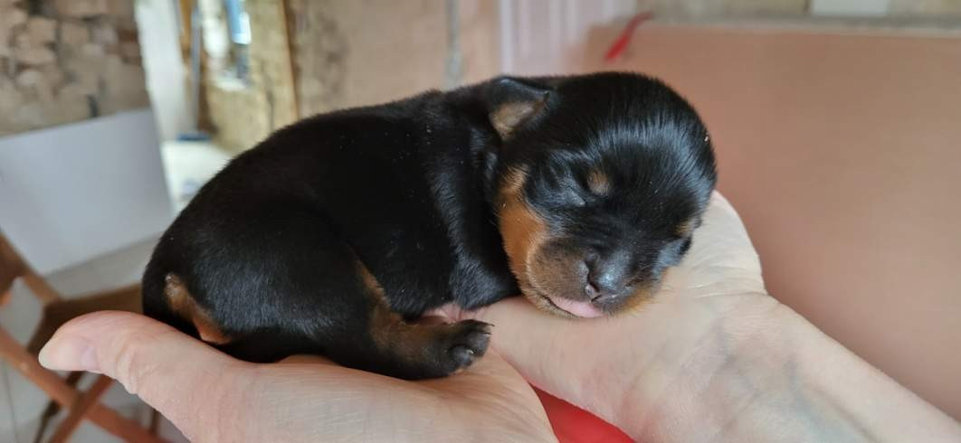 Des Princes De Calvignac - Chiots disponibles - Rottweiler