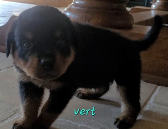 Des Princes De Calvignac - Chiots disponibles - Rottweiler