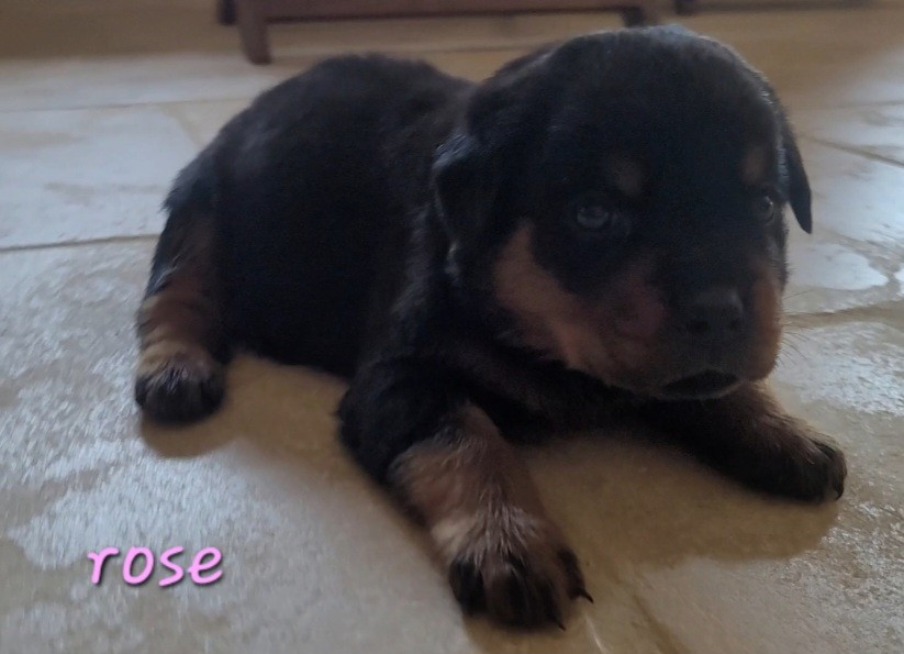 Des Princes De Calvignac - Chiots disponibles - Rottweiler