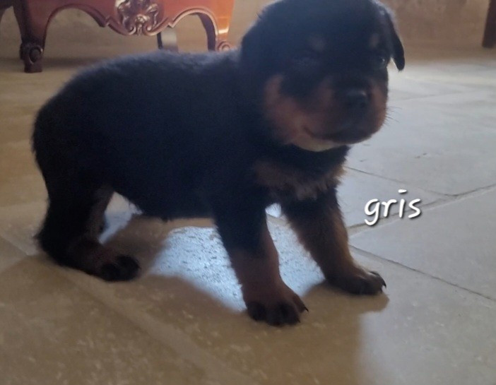 Des Princes De Calvignac - Chiots disponibles - Rottweiler