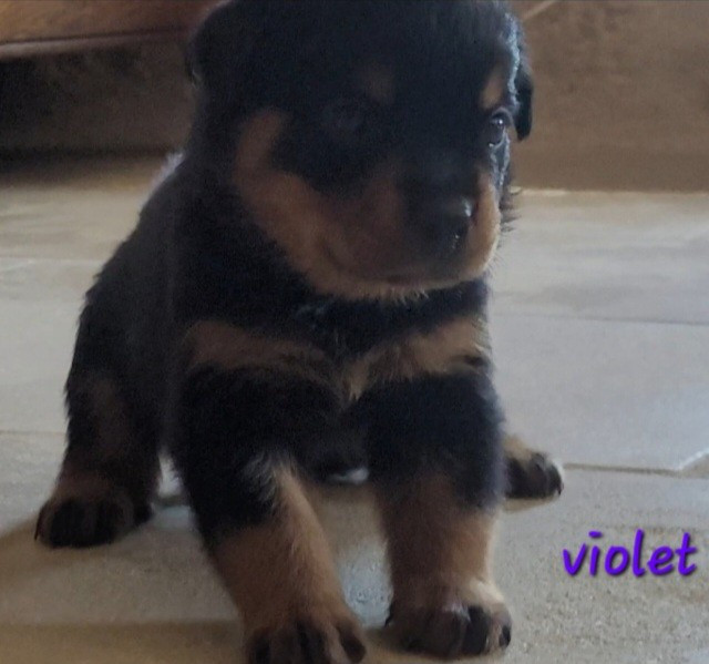 Des Princes De Calvignac - Chiots disponibles - Rottweiler
