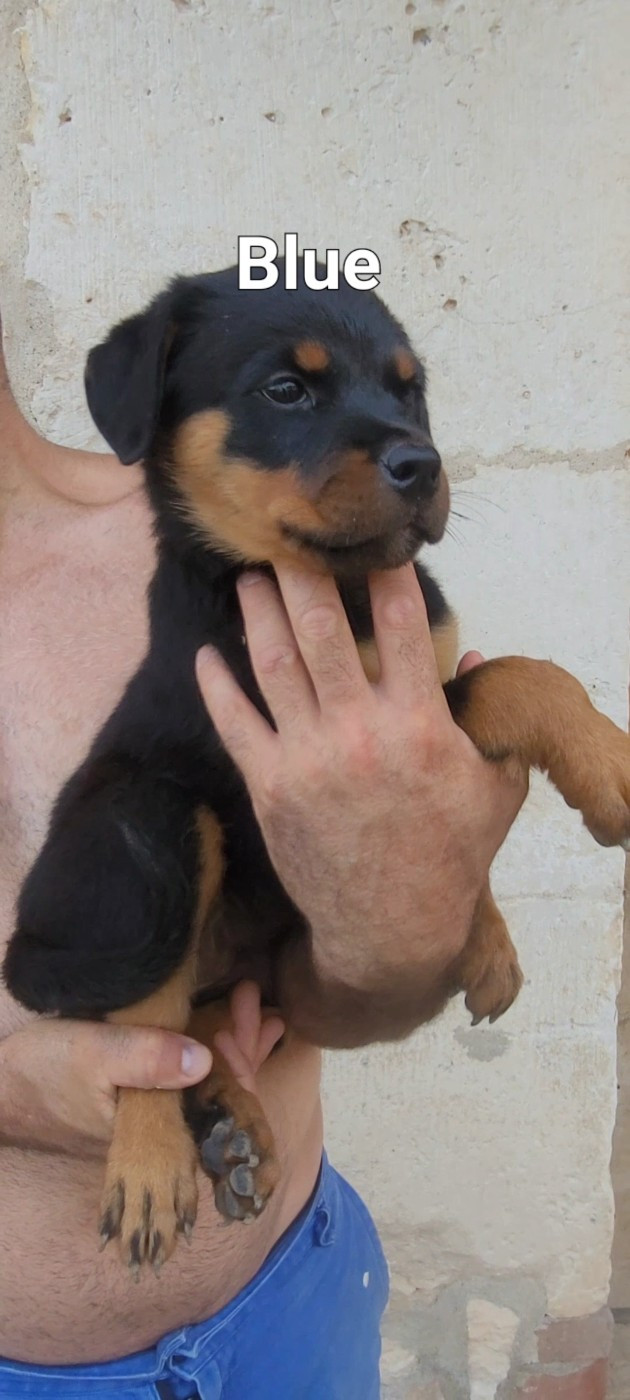 Des Princes De Calvignac - Chiots disponibles - Rottweiler