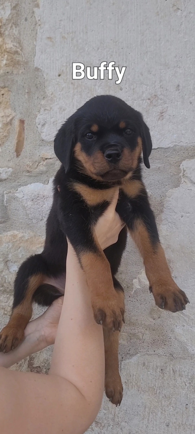 Des Princes De Calvignac - Chiots disponibles - Rottweiler
