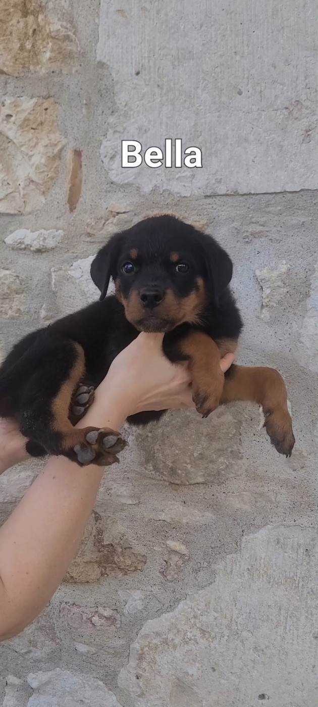 Des Princes De Calvignac - Chiots disponibles - Rottweiler