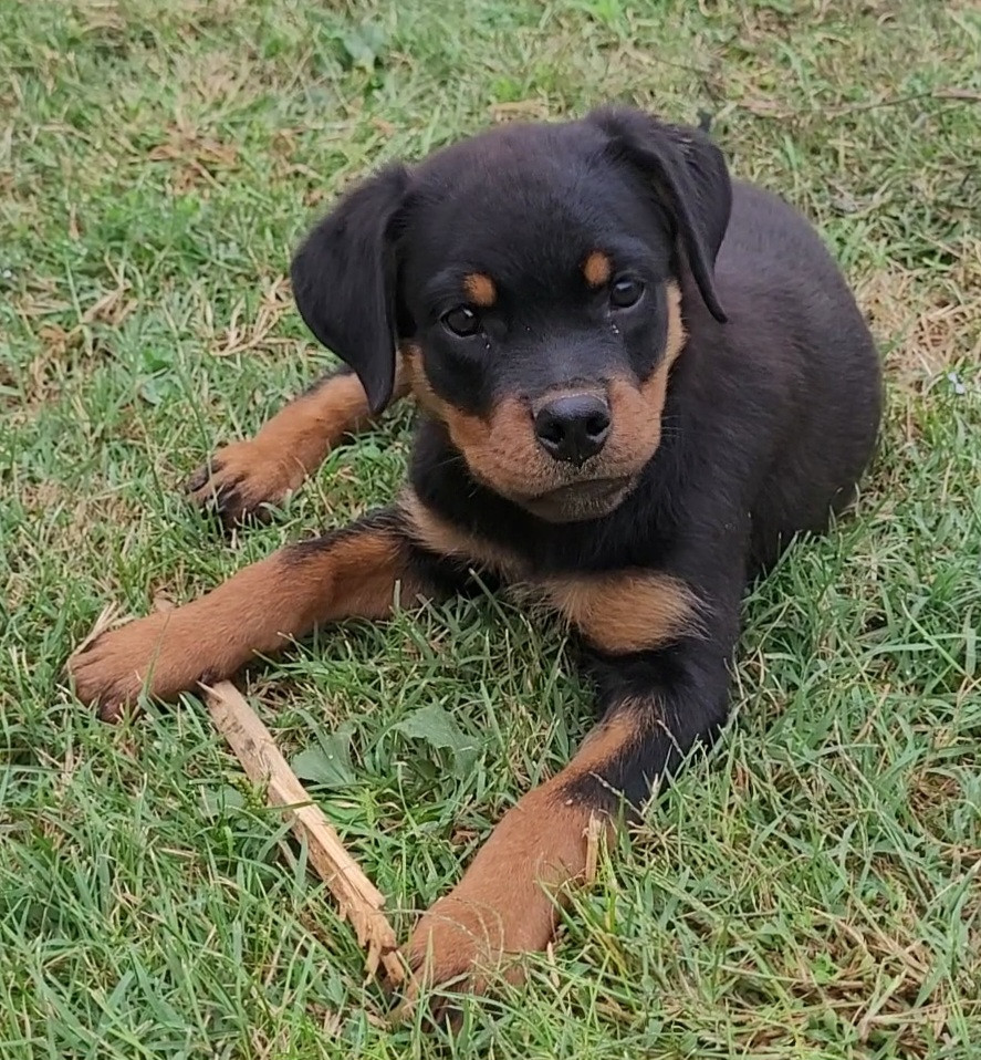 Des Princes De Calvignac - Chiots disponibles - Rottweiler