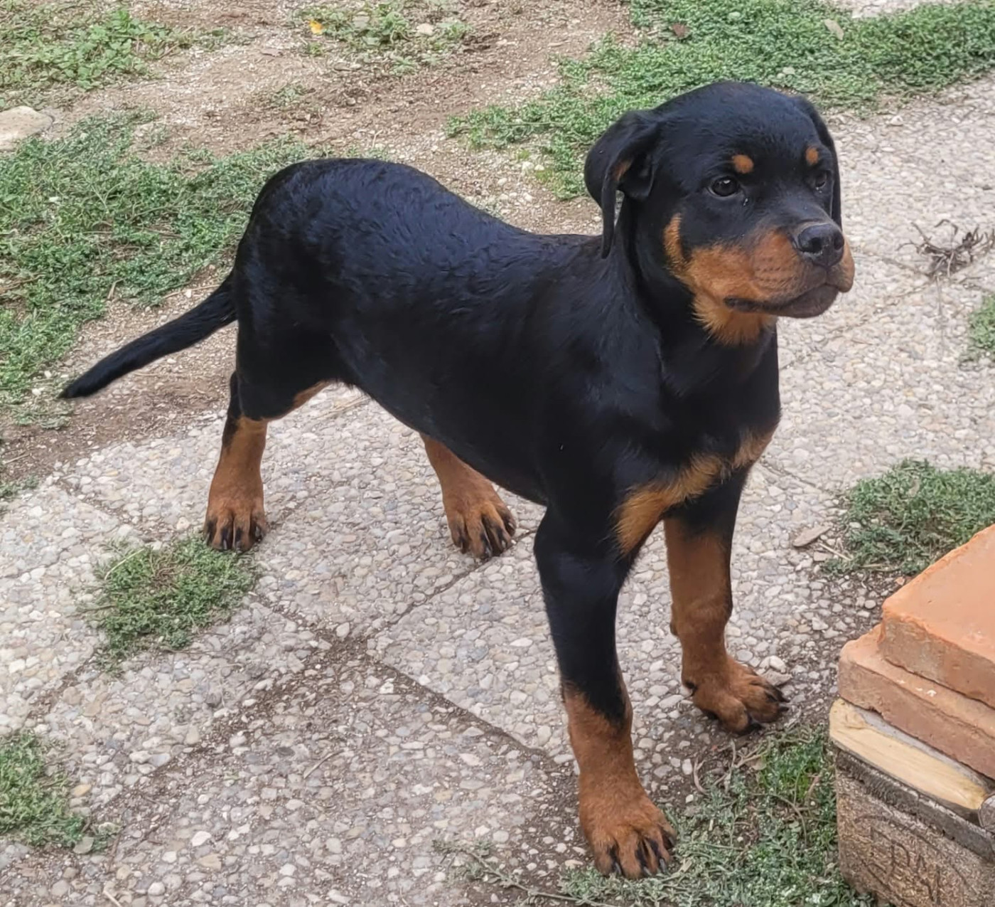Des Princes De Calvignac - Chiots disponibles - Rottweiler