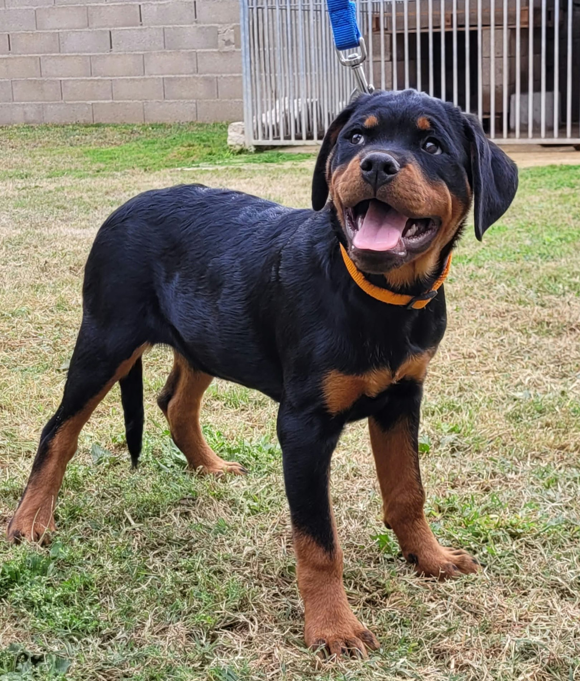 Des Princes De Calvignac - Chiots disponibles - Rottweiler