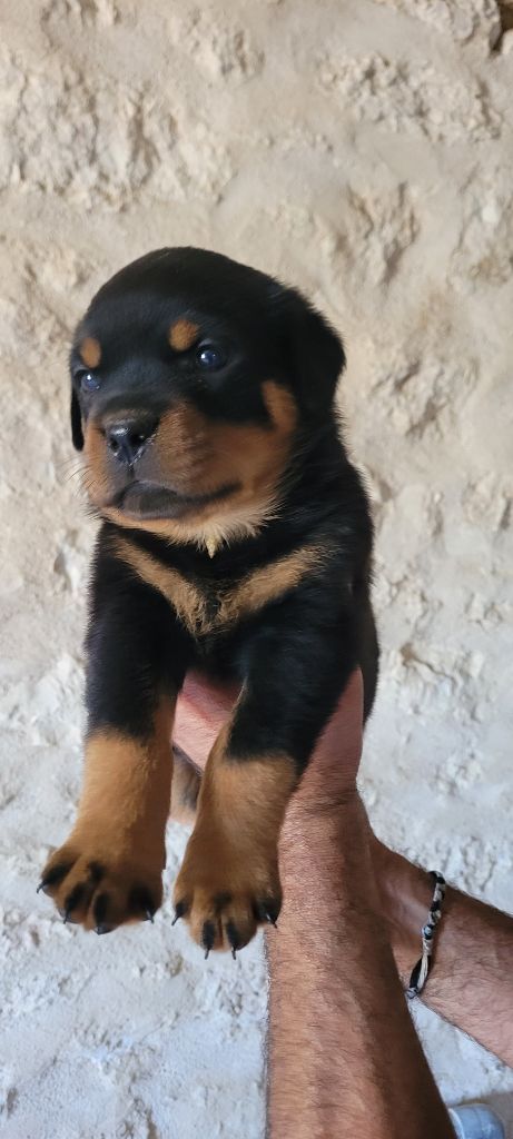 Des Princes De Calvignac - Chiots disponibles - Rottweiler