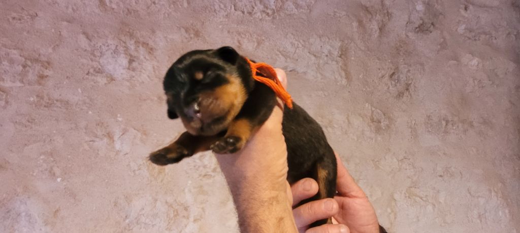 Des Princes De Calvignac - Chiots disponibles - Rottweiler