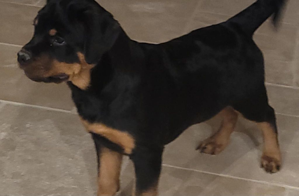 Des Princes De Calvignac - Chiots disponibles - Rottweiler