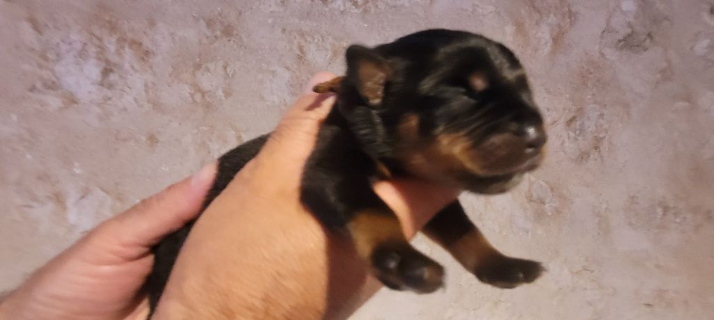 Des Princes De Calvignac - Chiots disponibles - Rottweiler
