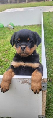 Chiot N°1