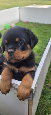 Chiot N°2