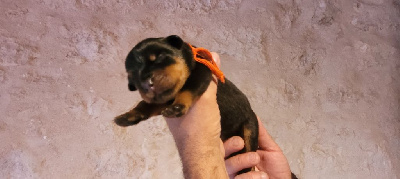 CHIOT