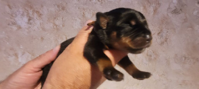 CHIOT