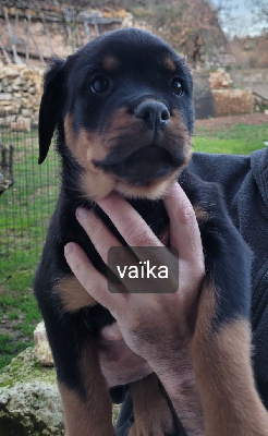 VAïKA