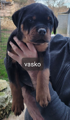 VASKO