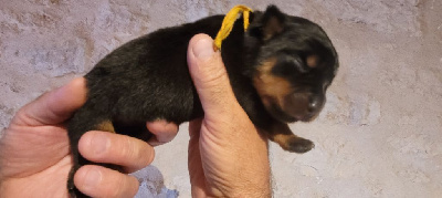 CHIOT