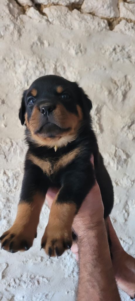 Des Princes De Calvignac - Chiots disponibles - Rottweiler