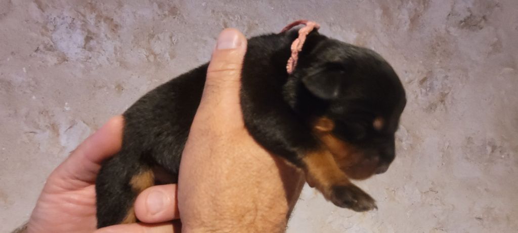 Des Princes De Calvignac - Chiots disponibles - Rottweiler