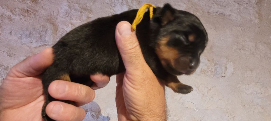 Des Princes De Calvignac - Chiots disponibles - Rottweiler