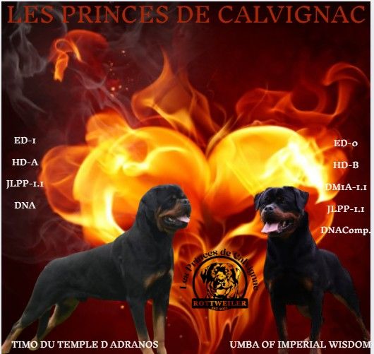 Des Princes De Calvignac - Chiots disponibles - Rottweiler